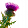 bristledthistle